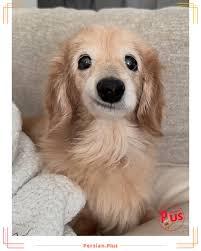 A senior snaggletooth dachshund named Bella is melting hearts everwhere with her adorable smile